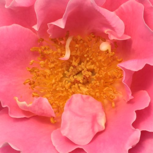 Online rózsa rendelés - Rózsaszín - climber, futó rózsa - diszkrét illatú rózsa - Rosa Torockó - Márk Gergely - Kiválóan mutat a Szent Erzsébet nevű fajta társaságában.